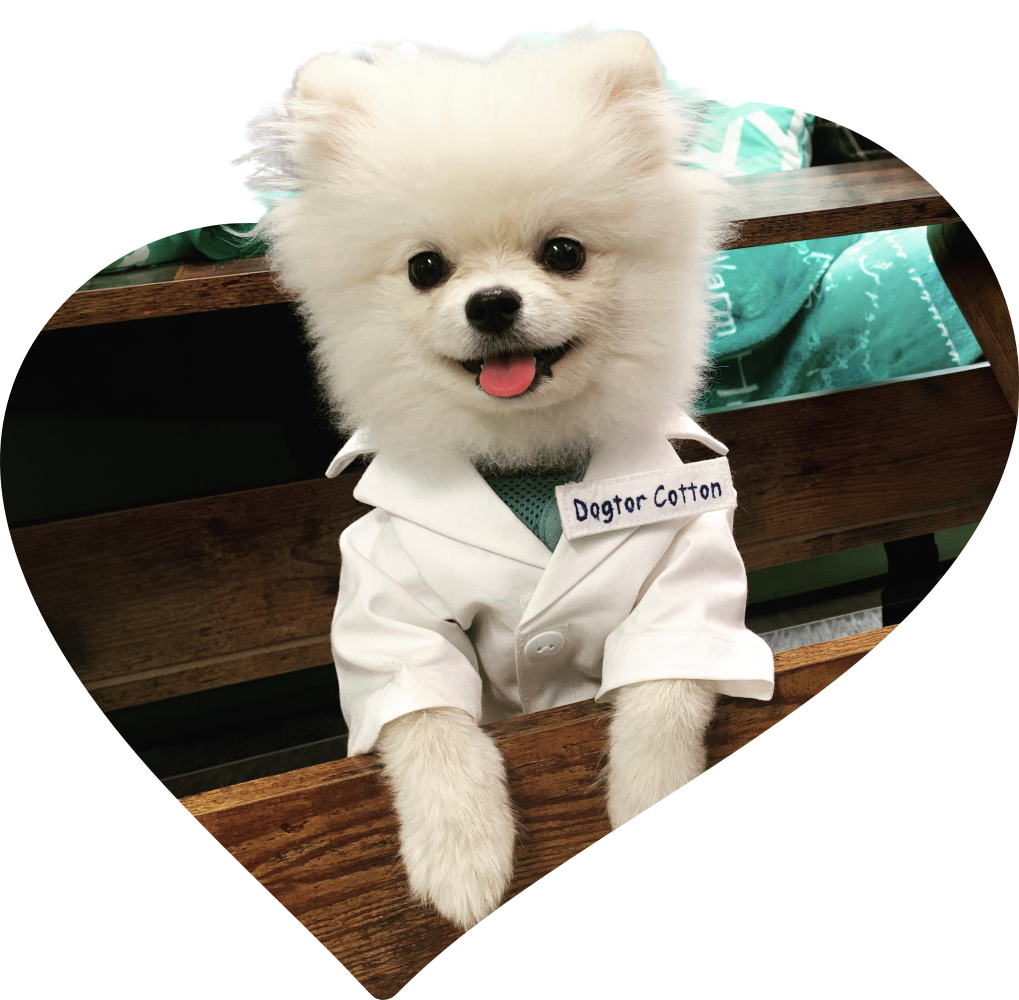 Cotton, the Lightning VIP office dog